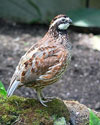 Dr. Dale Rollins discusses conservation to increase the bobtail white quail population